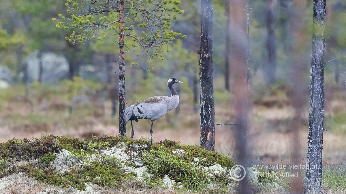 Kranich, D500, AFS 4/600mm, irrtümlich ISO 3200, Bl. 4, 1/2000sec