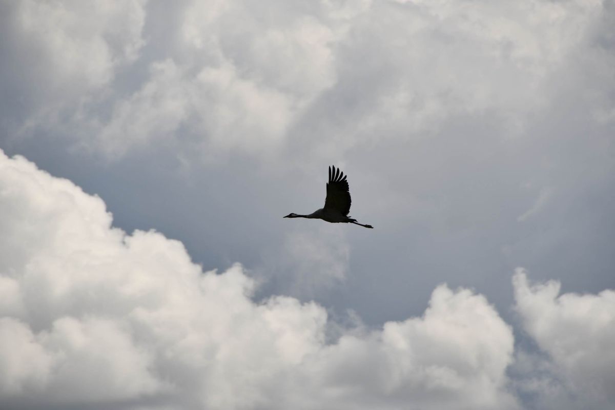 Kranich in den Wolken 1