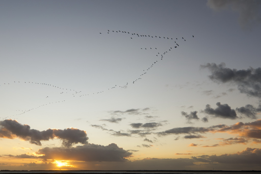 Kraniche über dem Bodden