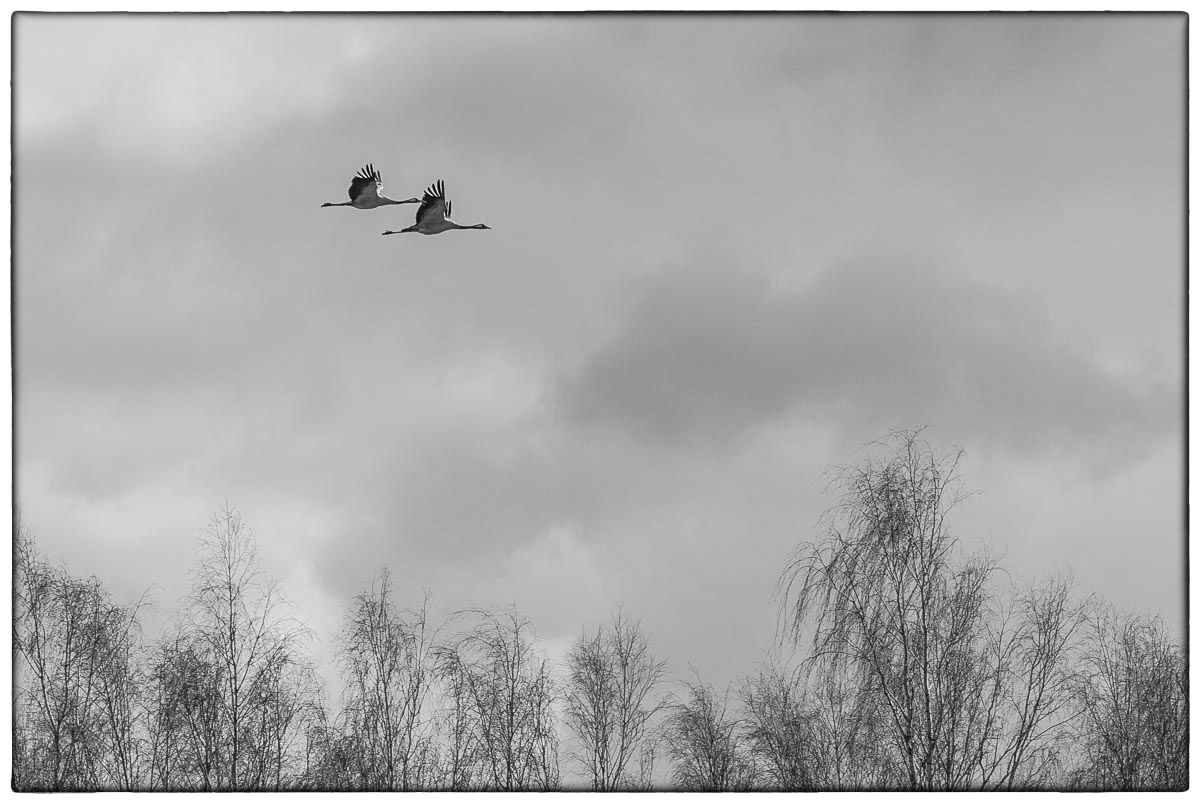 Kranichflug (1 von 1).JPG