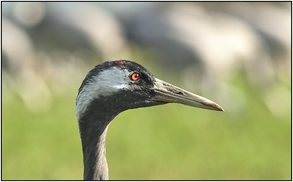 Kranichportrait