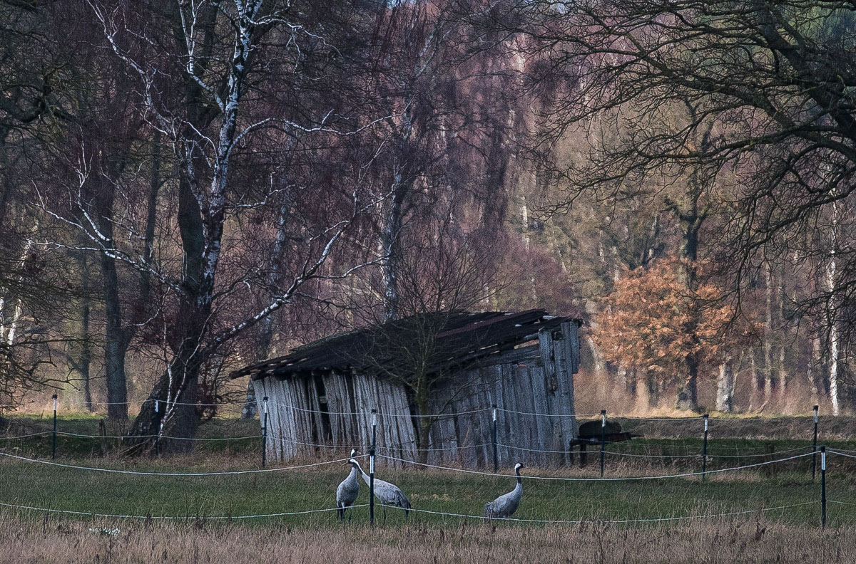 Kranichschuppen (1 von 1).jpg