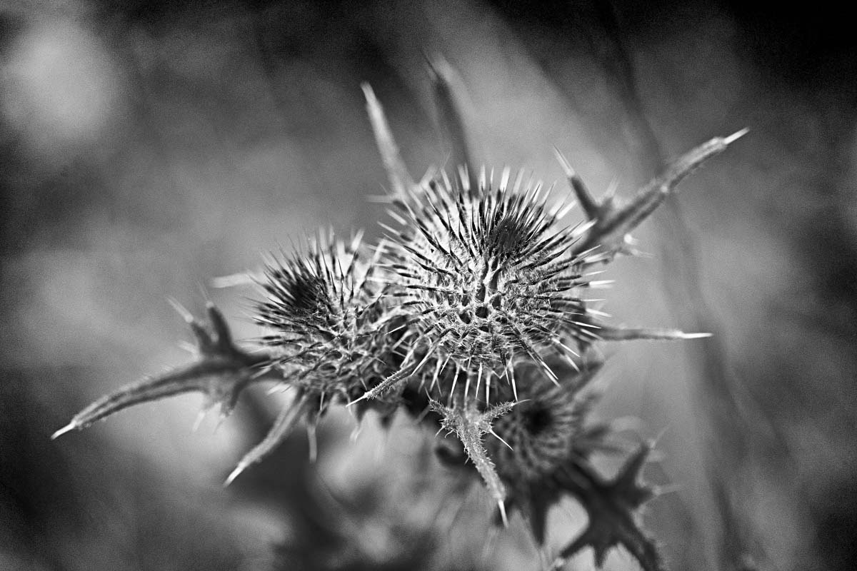 Kratzdistel BW_2.jpg
