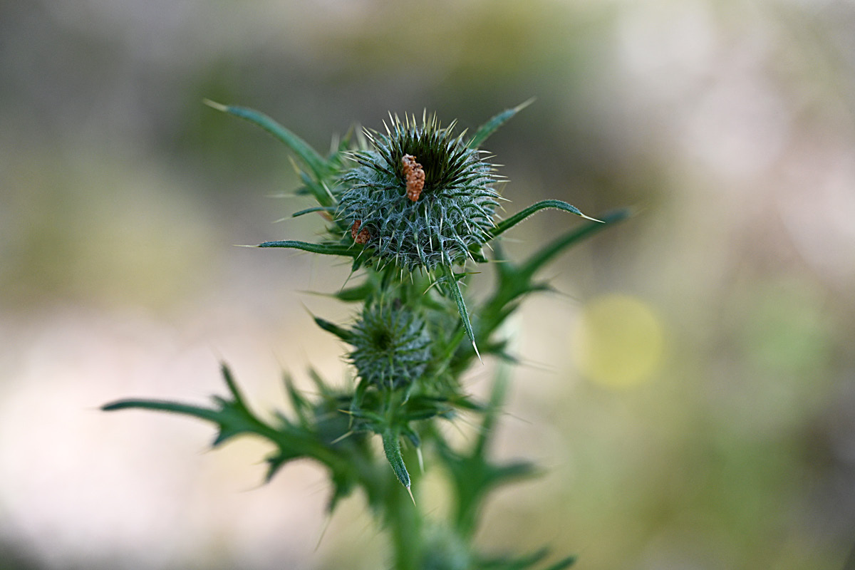 Kratzdistel.jpg