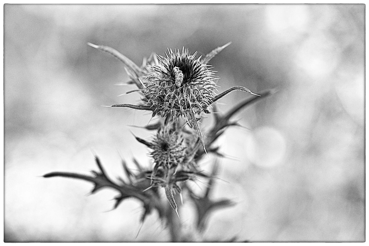 Kratzdistel_BW.jpg