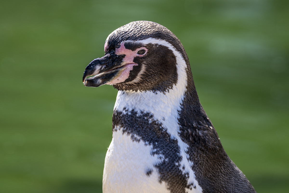 Krefeld Pinguin.jpg