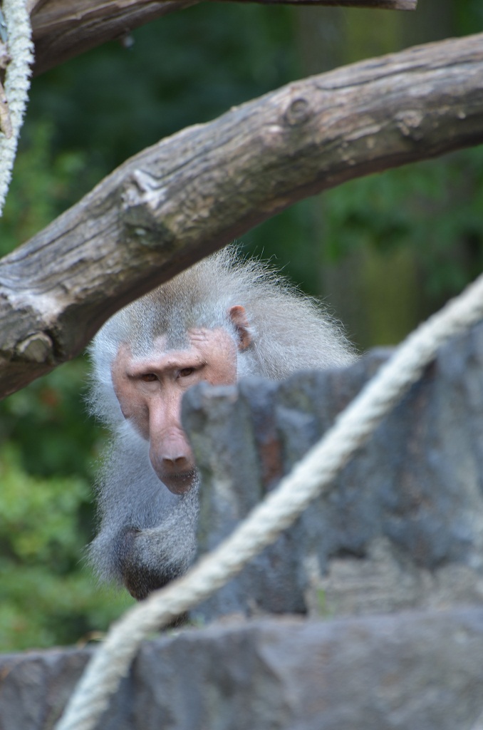 Krefelder Zoo 19 04 12  1