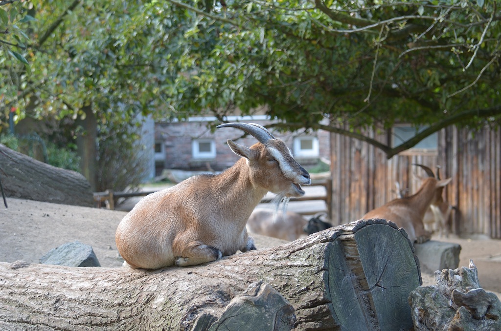 Krefelder Zoo 19 04 12 2