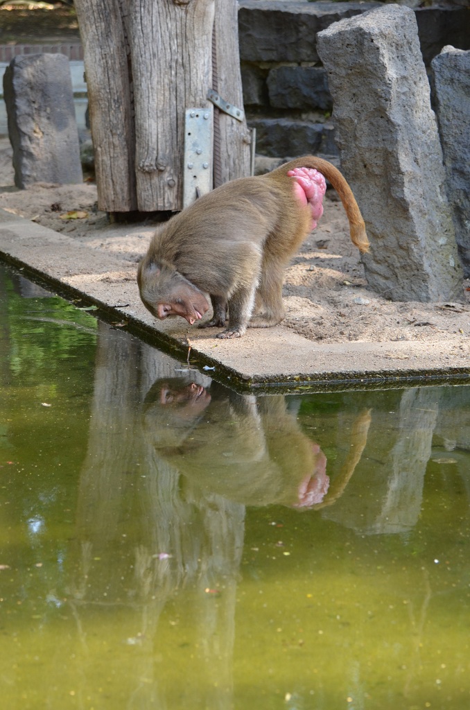 Krefelder Zoo 19 04 12 9
