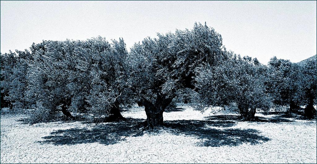 kreta olive 2W