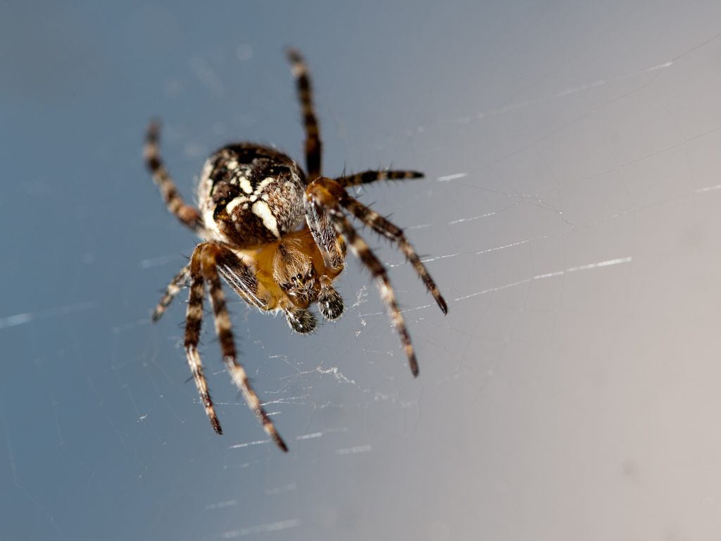 (Kreuz)Spinne