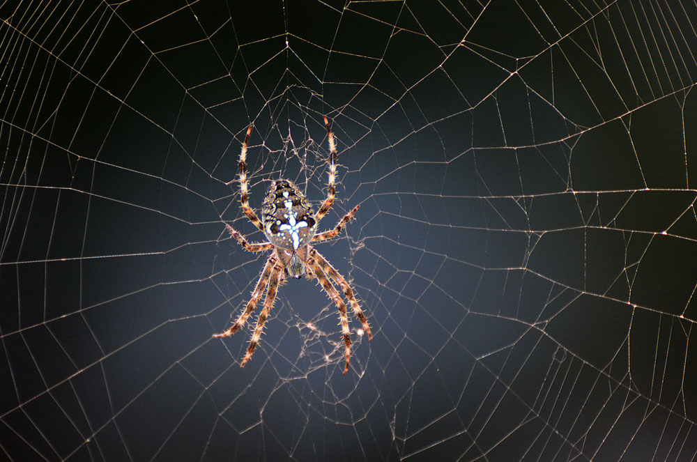 kreuzspinne 03
