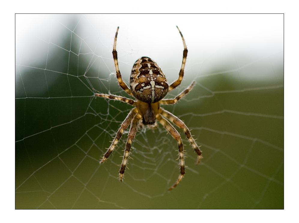 Kreuzspinne auf Rügen