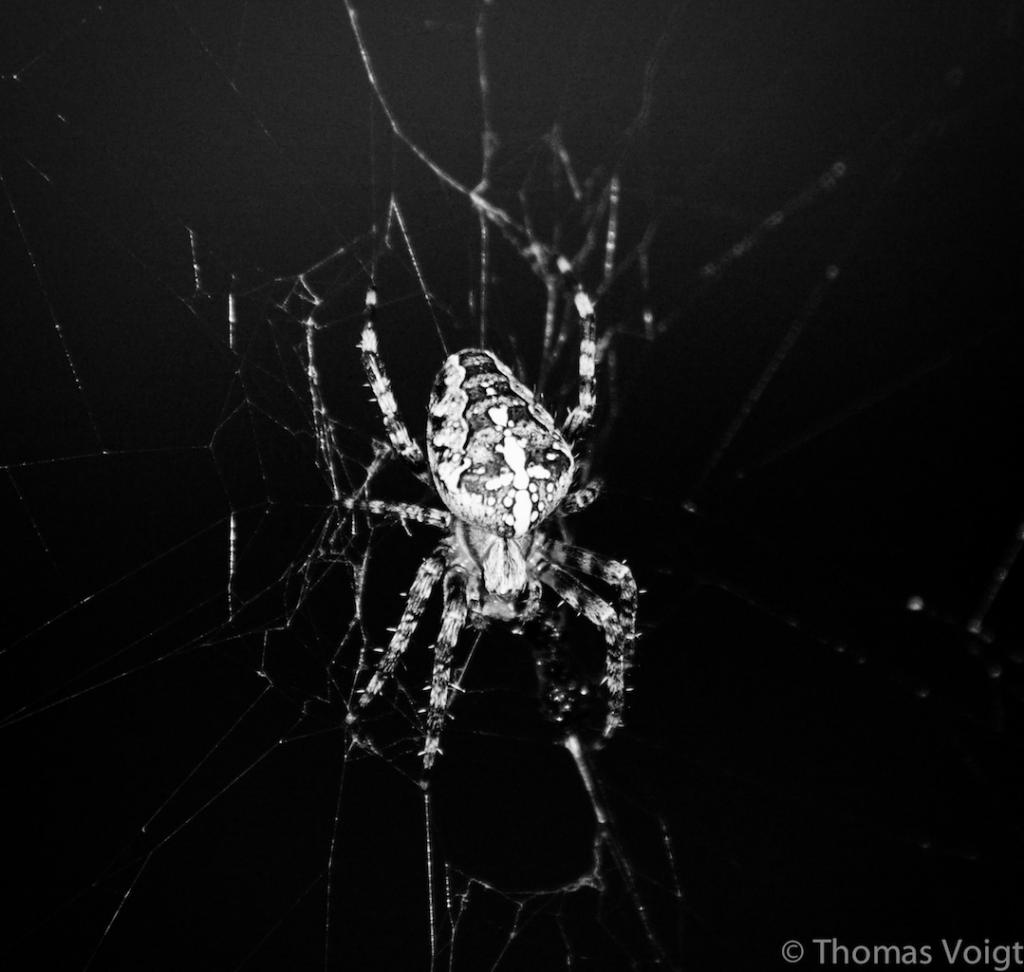 Kreuzspinne im Carport