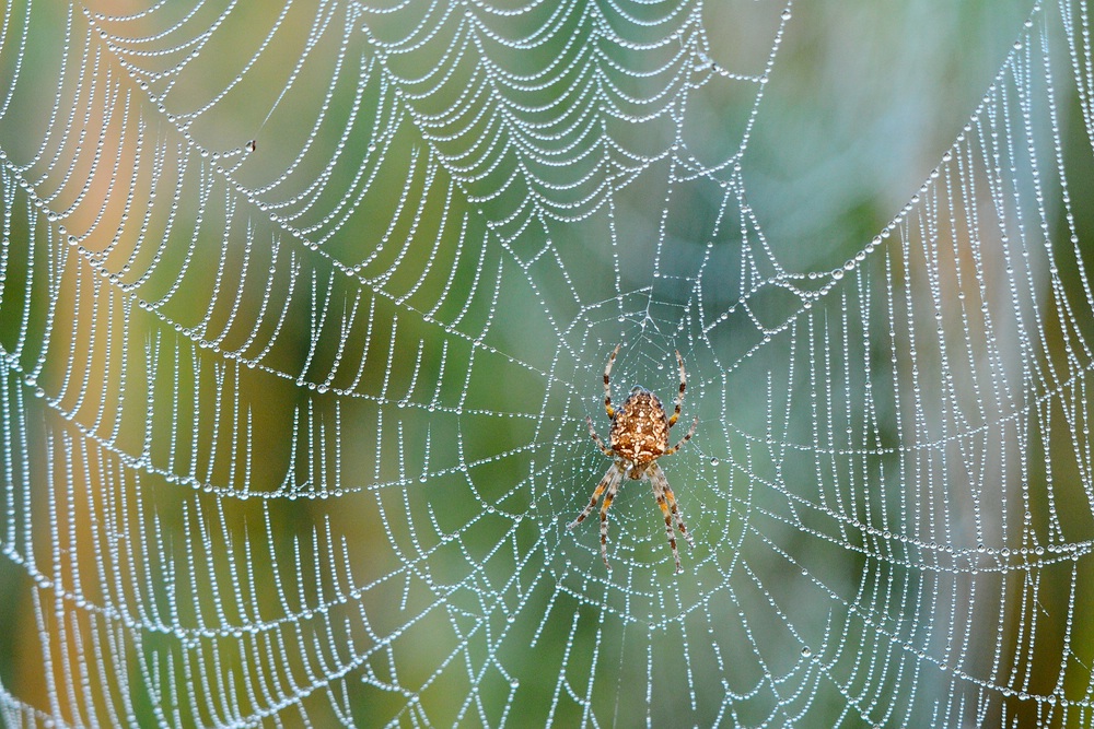Kreuzspinne