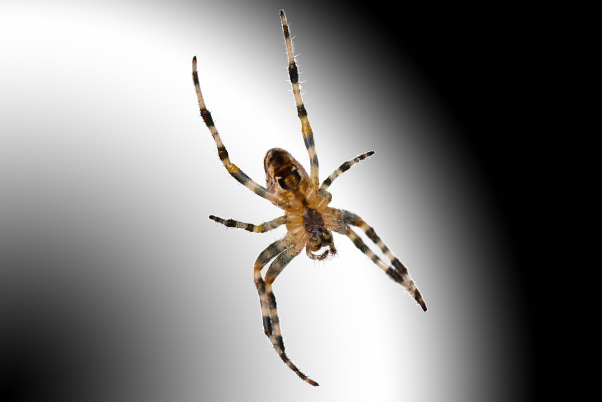 kreuzspinne_1203.jpg