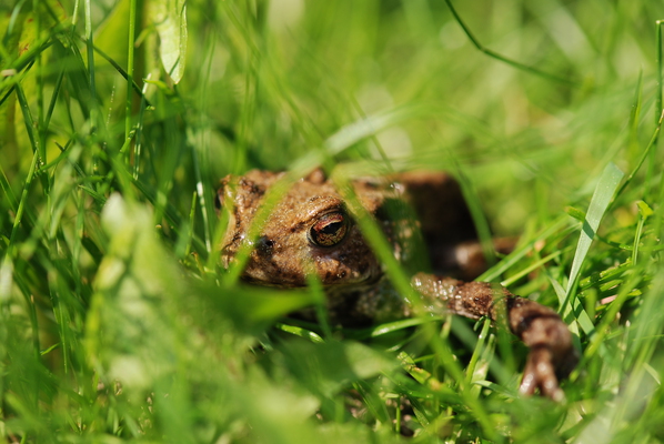 kroete 20110430