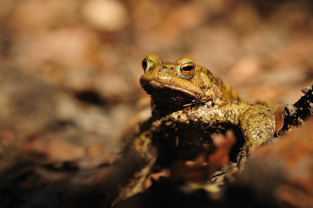 Kroete