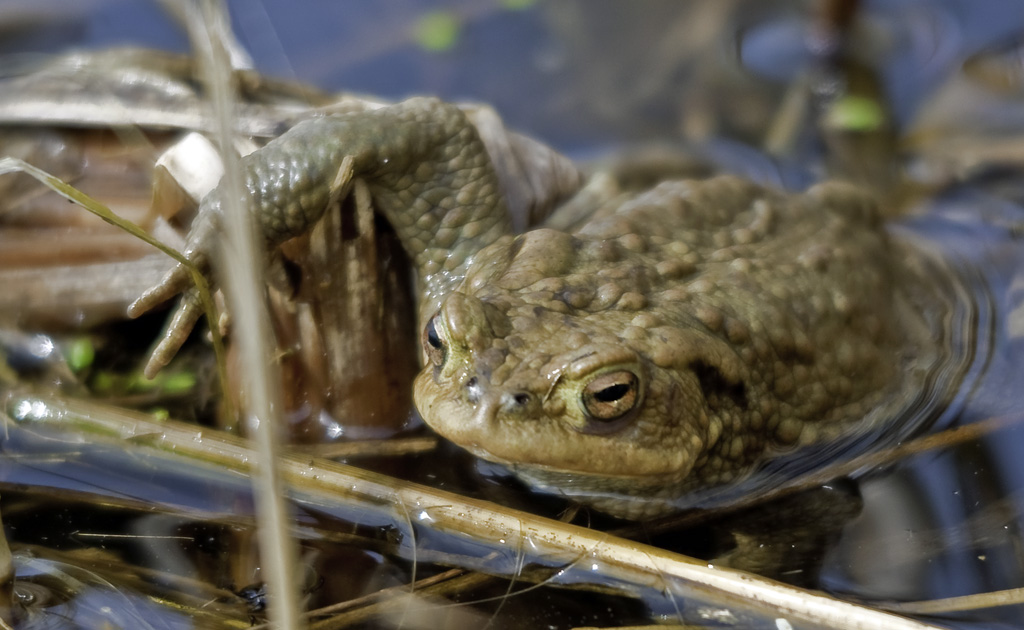 kroete