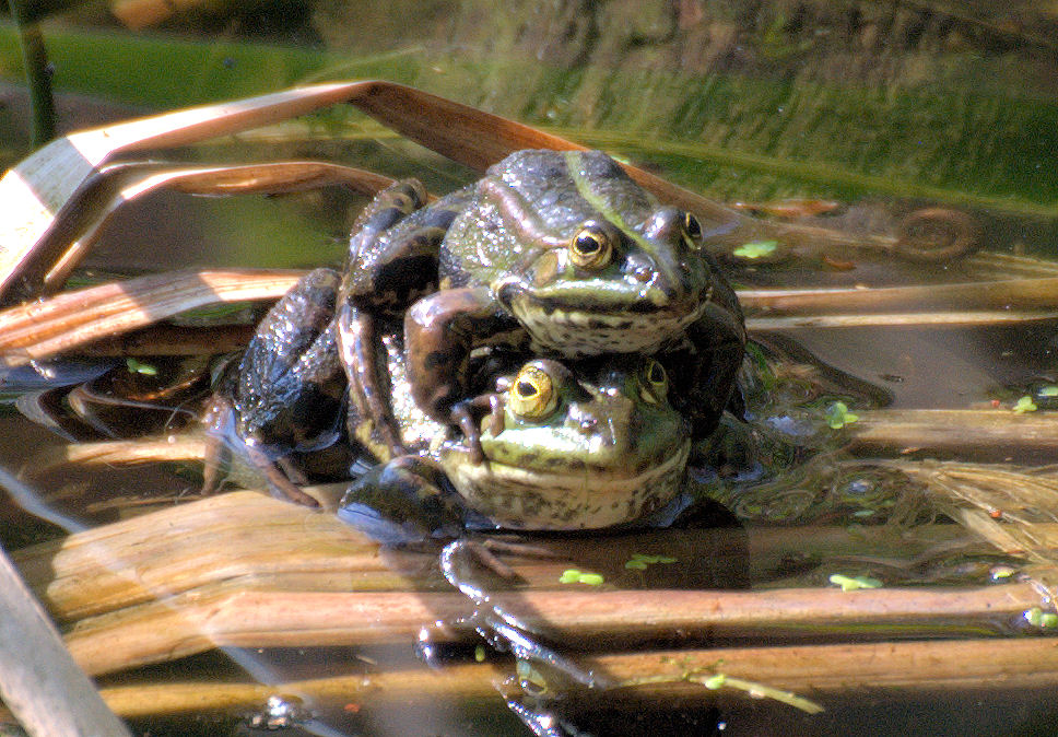 Kroete07