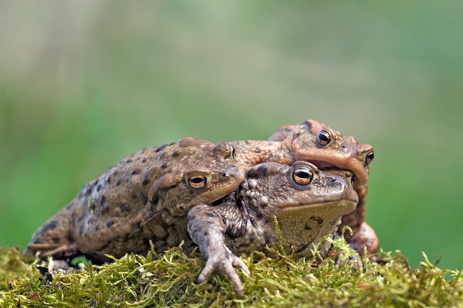 kroeten trio