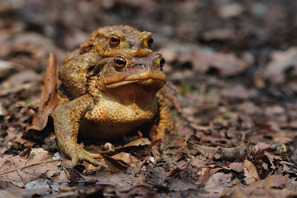 Kroetenwanderung
