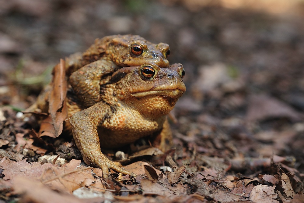 Kroetenwanderung2