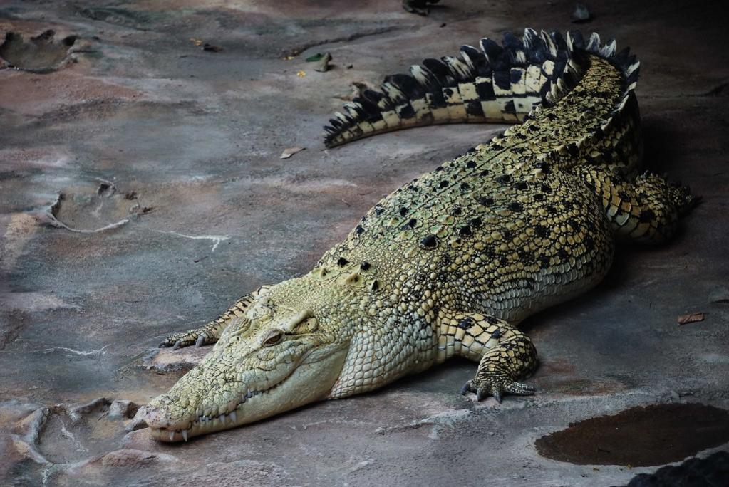 kroko...