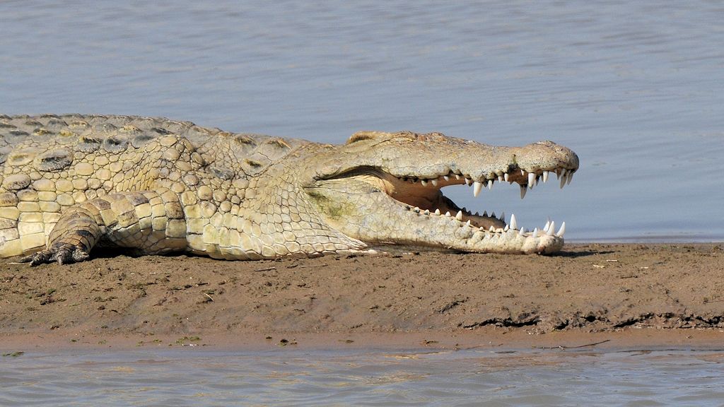 Krokodil am Luangwa
9131