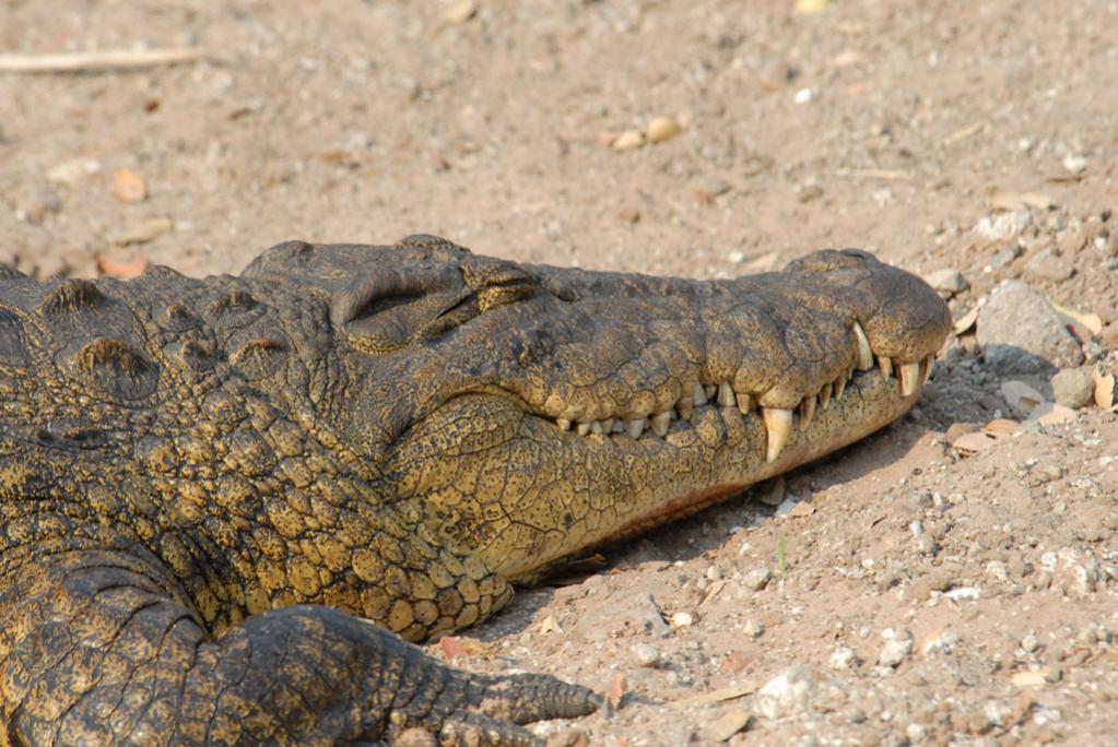 Krokodil
Brennweite 400, 1/320 sek, ISO 400, F9
Aufgenommen freihand, Chobe