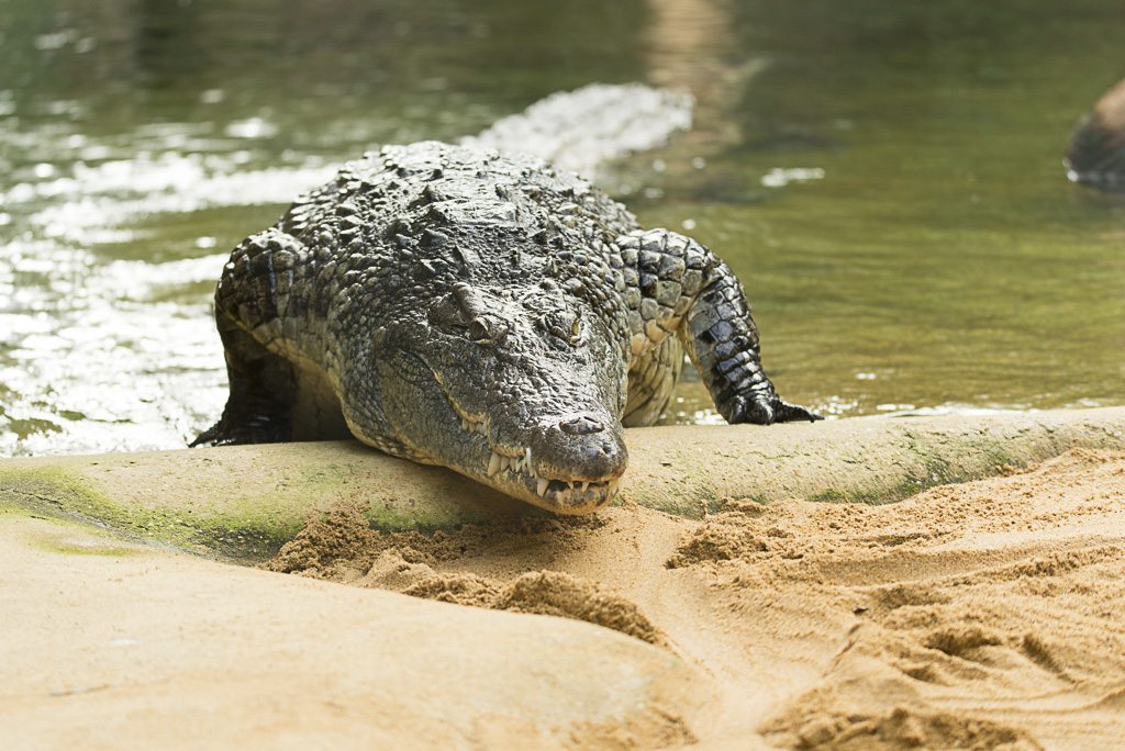 Krokodil geht an Land