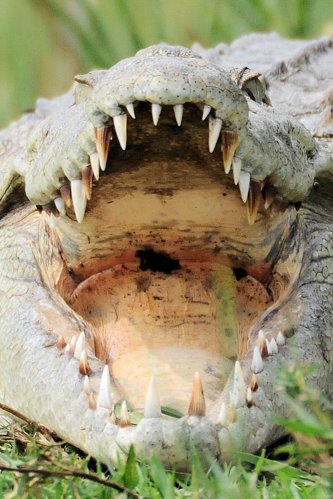 Krokodil
Murchison Falls NP
(3370)