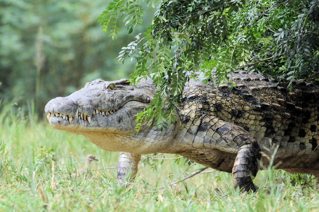 Krokodil 
Murchison Falls NP
(3378)