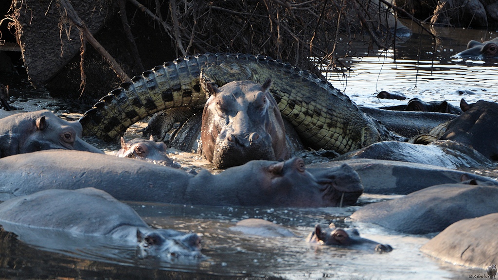 Krokodil und Nilpferde
Katavi Nationalpark

s1123 Katavi Krokodil 0384