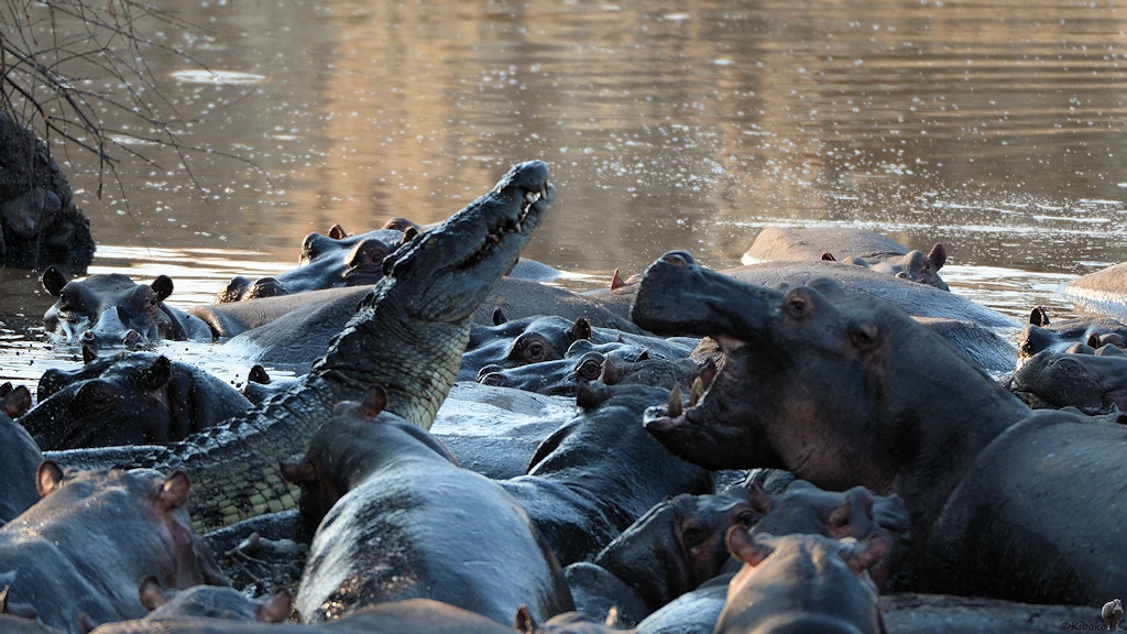 Krokodil und Nilpferde
Katavi Nationalpark

s1123 Katavi Krokodil 0421