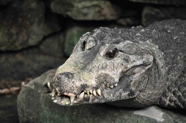 Krokodil