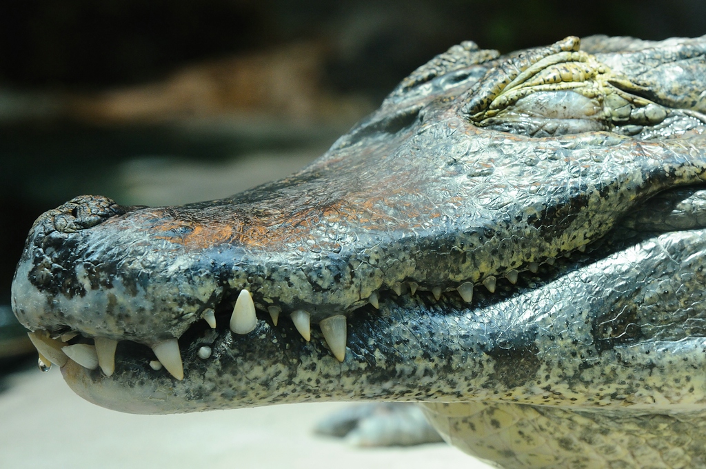 Krokodil2