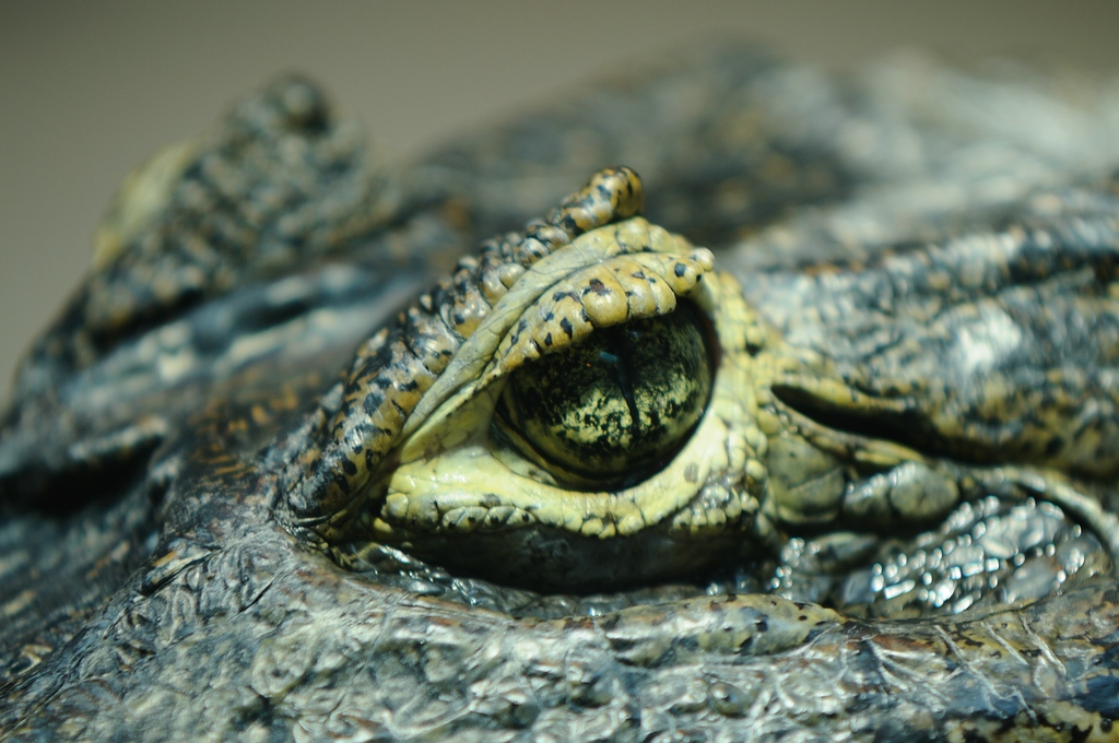 Krokodil3