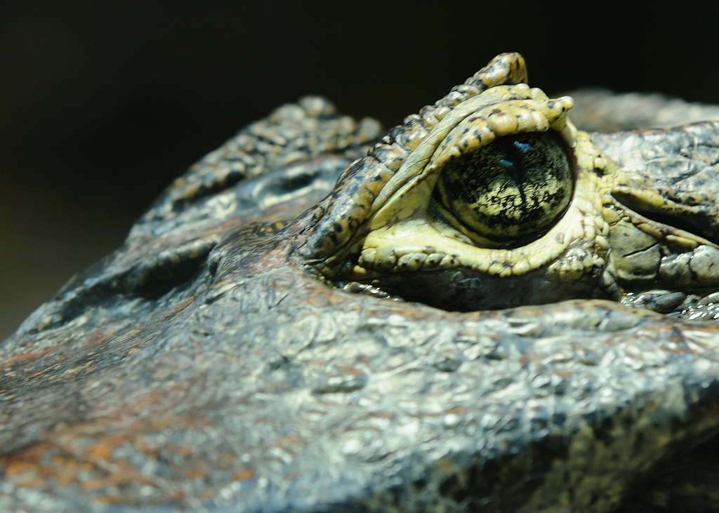 Krokodil4