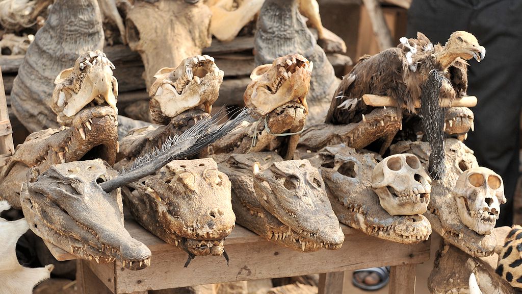 Krokodile auf dem Fetischmarkt in Lomé 7650