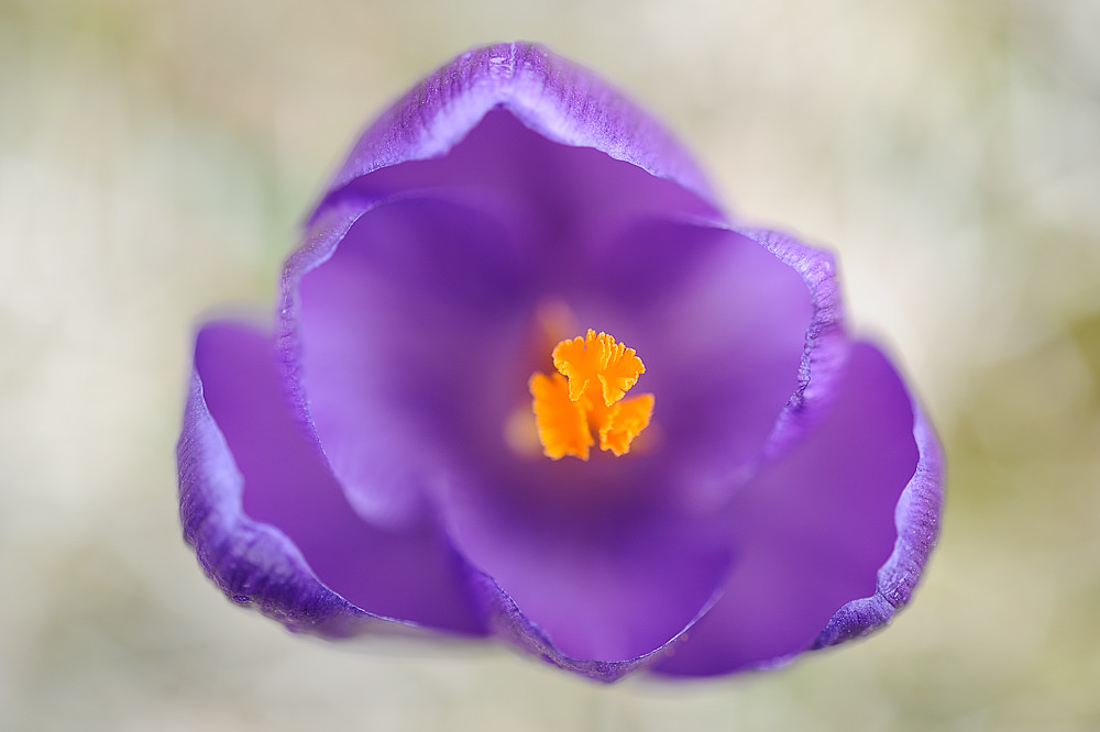 Krokus 01