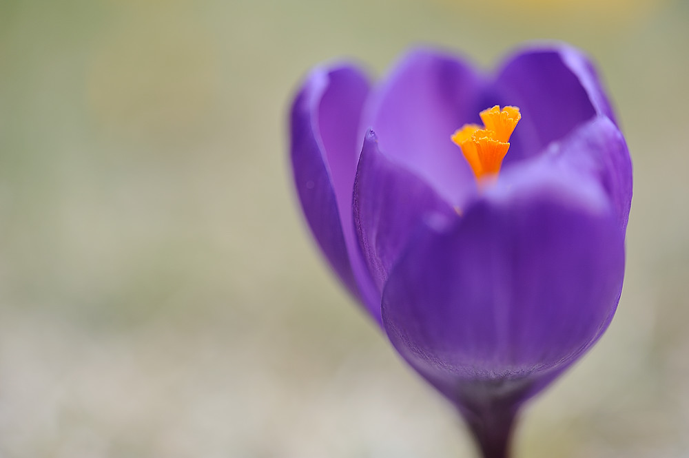 Krokus 03