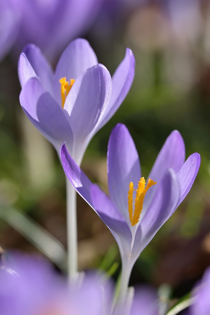Krokus 032015 1