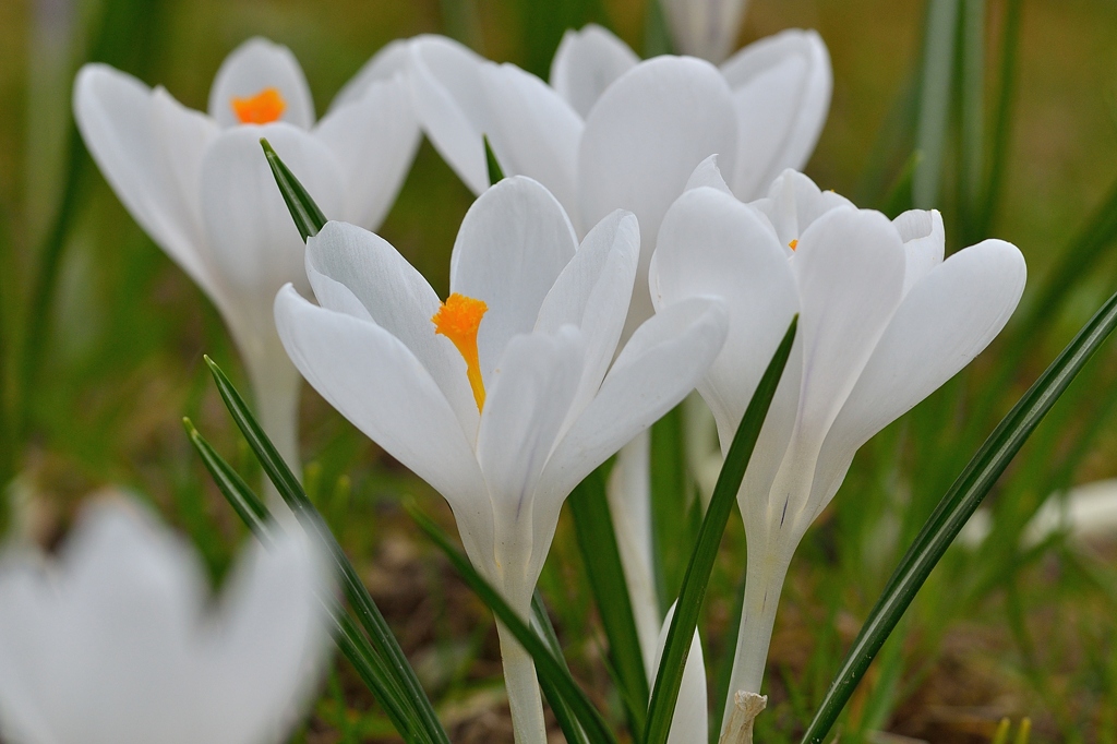 Krokus 032015 5