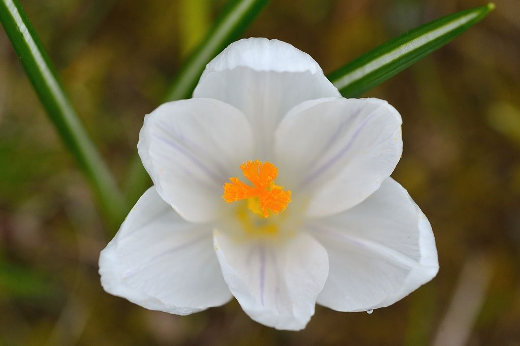 Krokus 032015 6