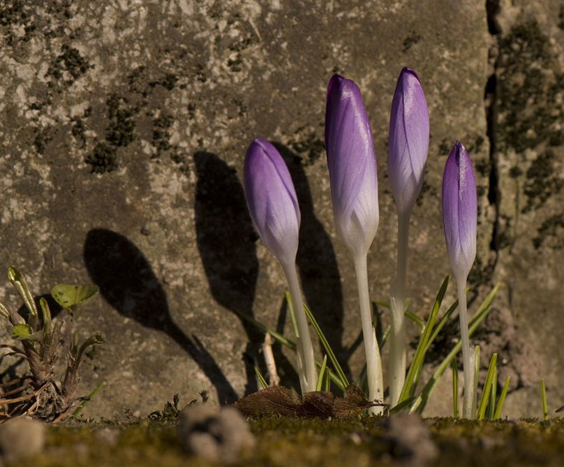 krokus 1