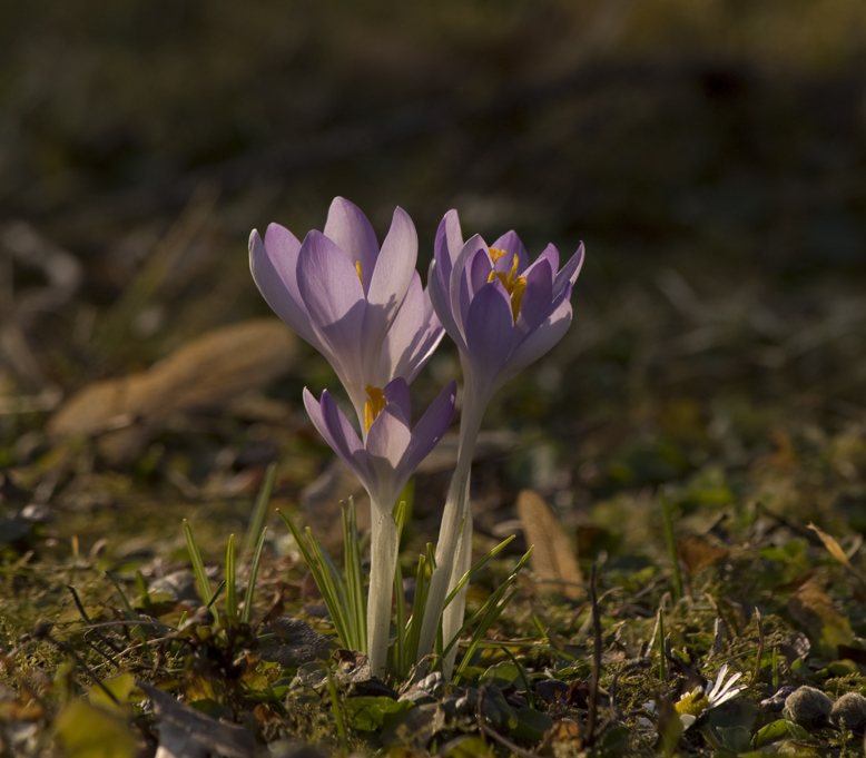 krokus 3