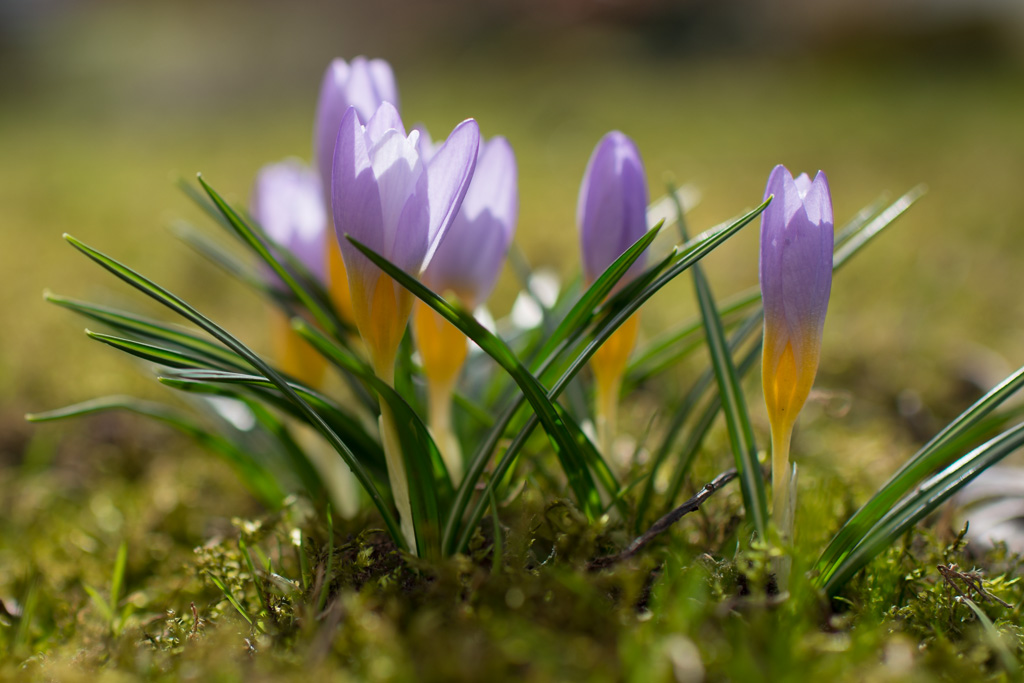 Krokus 35:1.4 Bl 2,5