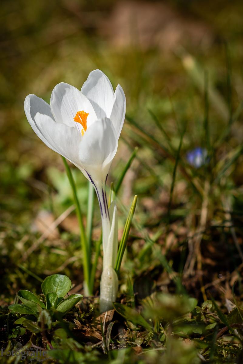krokus 9376
