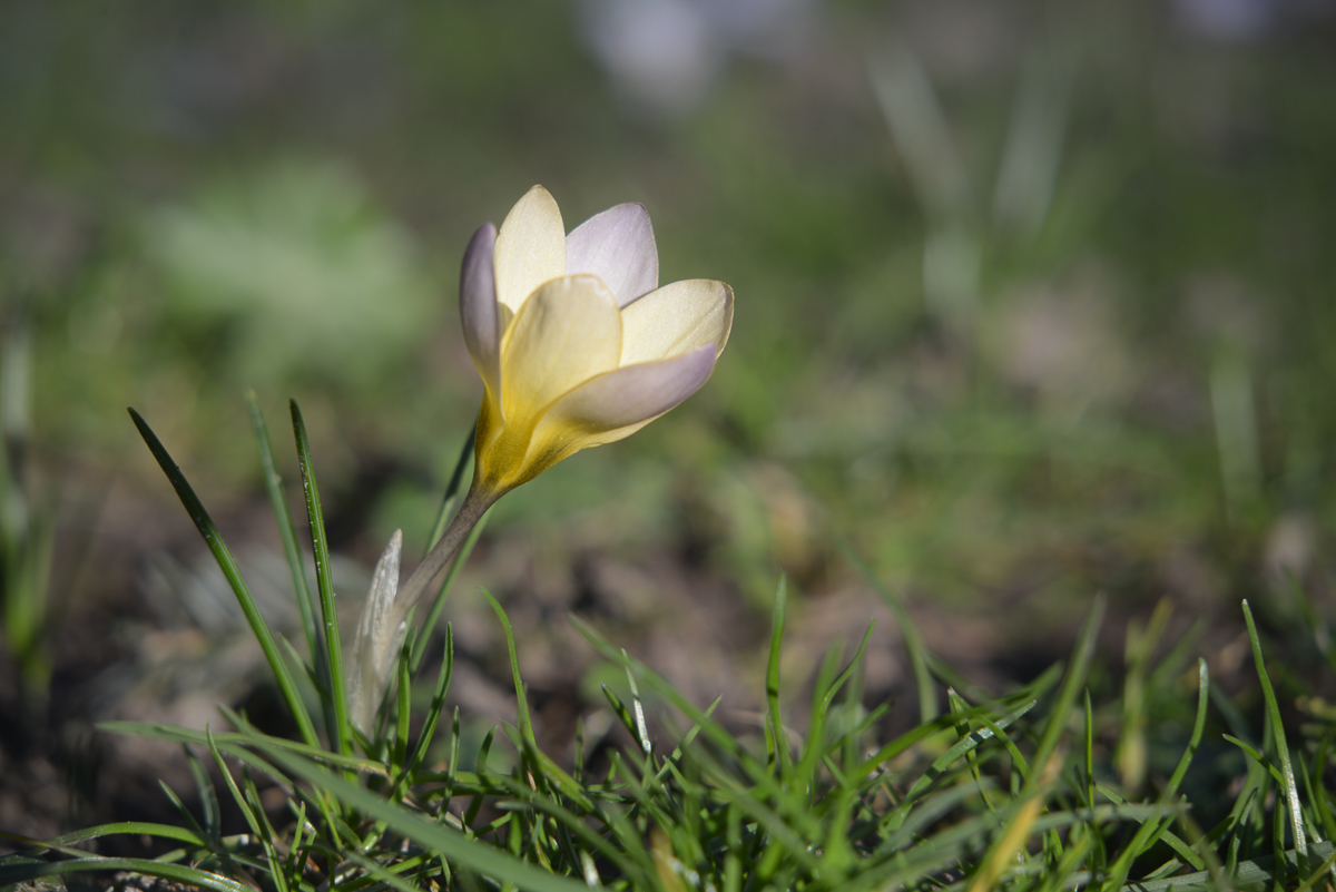 Krokus.
Aufgenommen mit Rodenstock Rotelar 85/4 und NIII-Nahlinse.